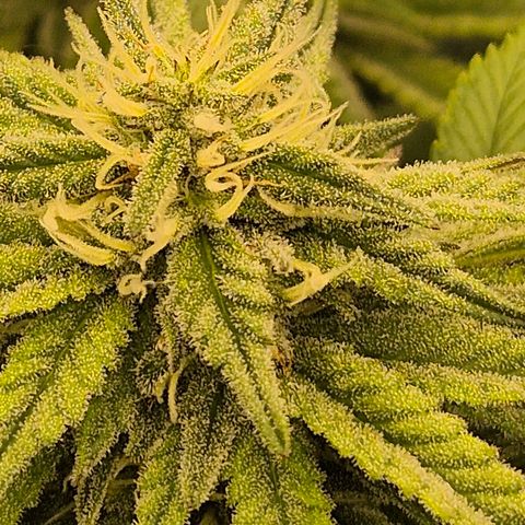 WTF- Königin Mimosa evo 👑👑👑 (65-70bt) growlog timeline photo