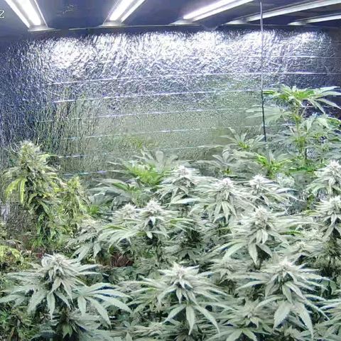 WTF- Königin Mimosa evo 👑👑👑 (65-70bt) growlog timeline photo