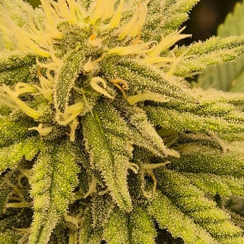 WTF- Königin Mimosa evo 👑👑👑 (65-70bt) growlog timeline photo