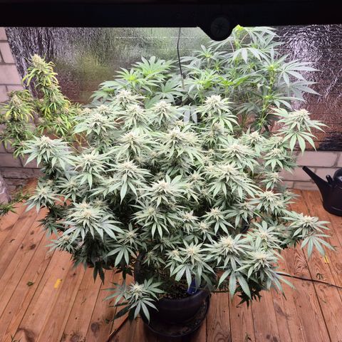 WTF- Königin Mimosa evo 👑👑👑 (65-70bt) growlog timeline photo