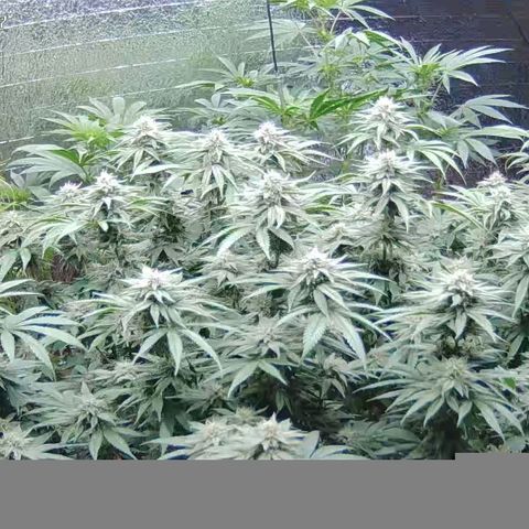 WTF- Königin Mimosa evo 👑👑👑 (65-70bt) growlog timeline photo