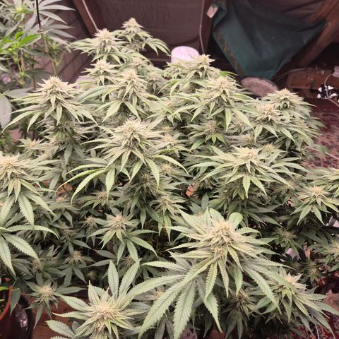 WTF- Königin Mimosa evo 👑👑👑 (65-70bt) growlog timeline photo
