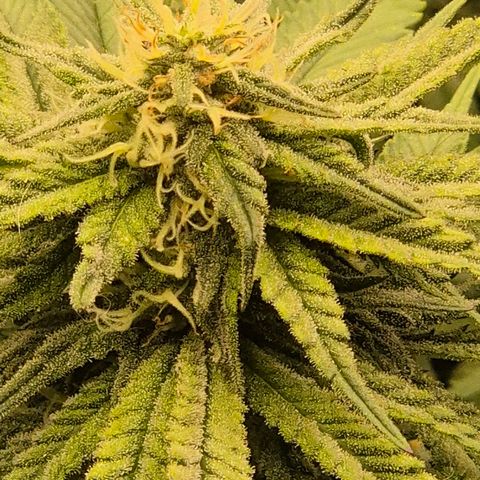 WTF- Königin Mimosa evo 👑👑👑 (65-70bt) growlog timeline photo