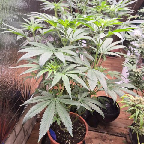 ICE 💚🧊 (63-70bt) growlog timeline photo
