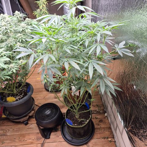 Ice cream cake 🍰 & permanent marker🖊(65-73bt) growlog timeline photo