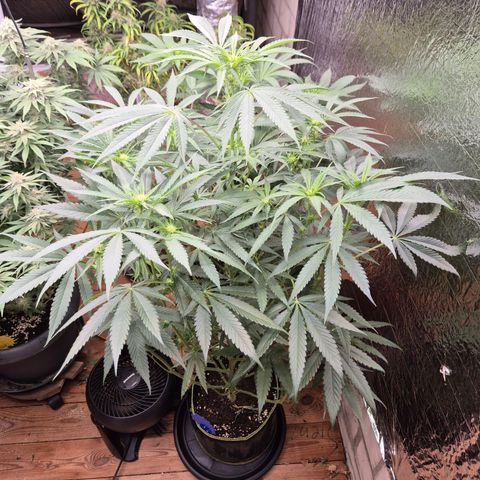 Ice cream cake 🍰 & permanent marker🖊(65-73bt) growlog timeline photo