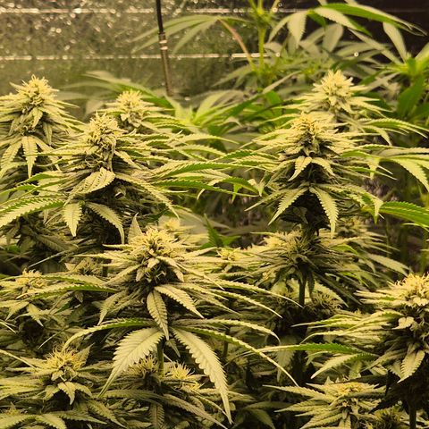WTF- Königin Mimosa evo 👑👑👑 (65-70bt) growlog timeline photo