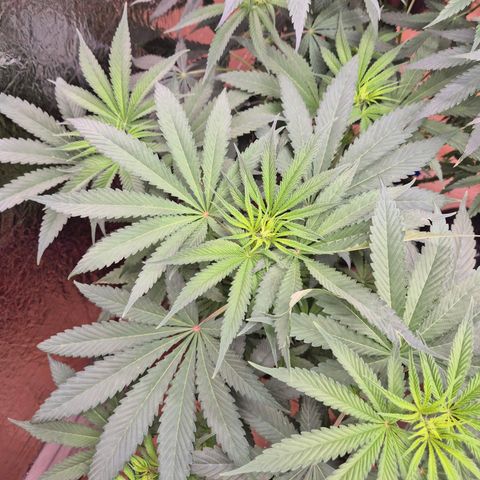 ICE 💚🧊 (63-70bt) growlog timeline photo