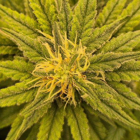 WTF- Königin Mimosa evo 👑👑👑 (65-70bt) growlog timeline photo