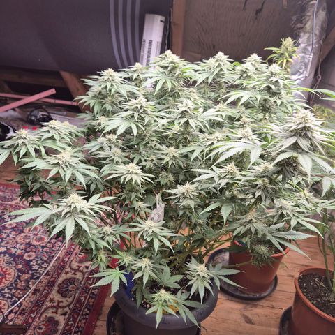 WTF- Königin Mimosa evo 👑👑👑 (65-70bt) growlog timeline photo
