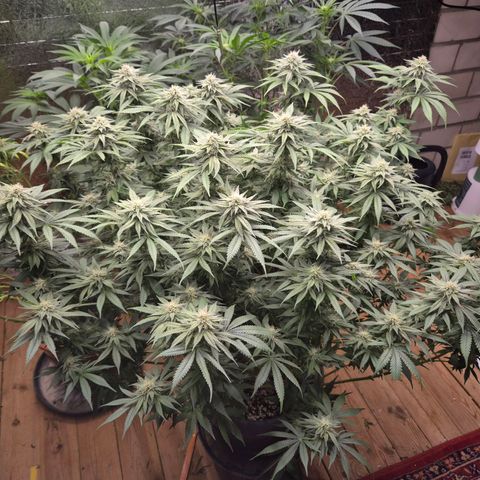 WTF- Königin Mimosa evo 👑👑👑 (65-70bt) growlog timeline photo