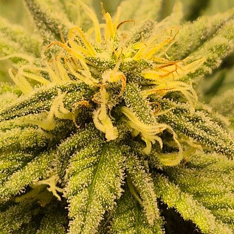 WTF- Königin Mimosa evo 👑👑👑 (65-70bt) growlog timeline photo