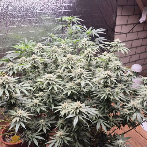 WTF- Königin Mimosa evo 👑👑👑 (65-70bt) growlog timeline photo