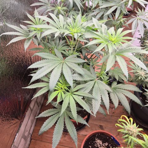 ICE 💚🧊 (63-70bt) growlog timeline photo