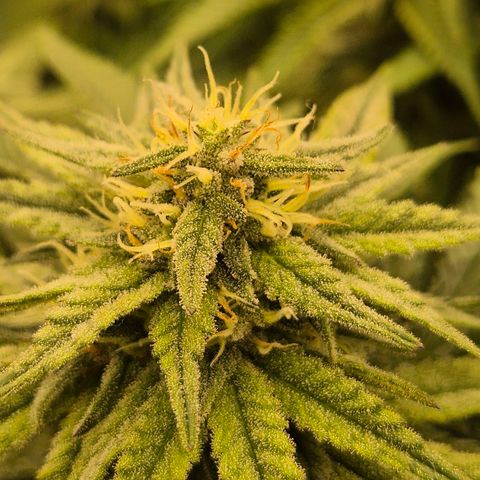 WTF- Königin Mimosa evo 👑👑👑 (65-70bt) growlog timeline photo
