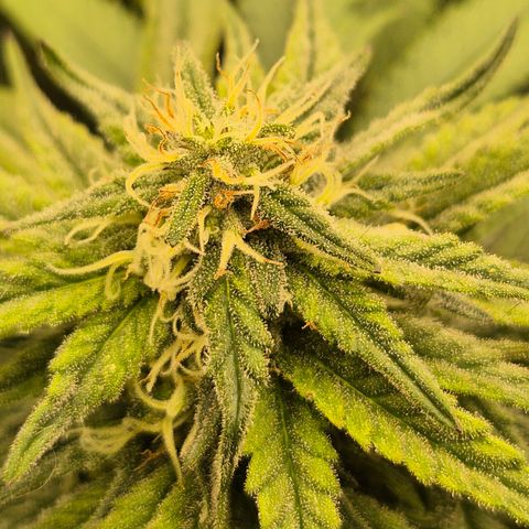 WTF- Königin Mimosa evo 👑👑👑 (65-70bt) growlog timeline photo