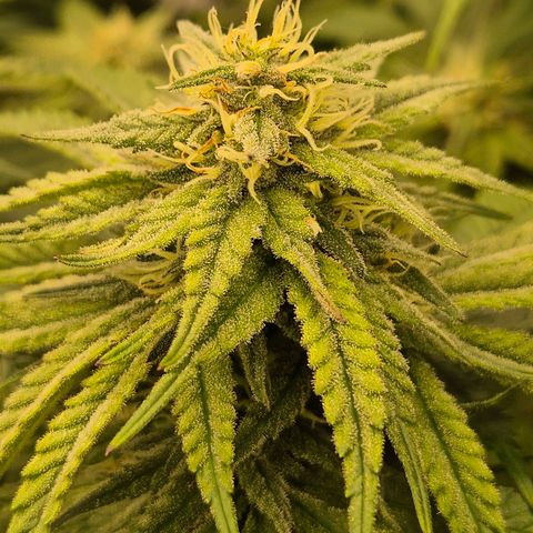 WTF- Königin Mimosa evo 👑👑👑 (65-70bt) growlog timeline photo