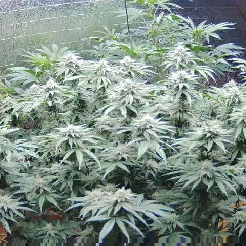 WTF- Königin Mimosa evo 👑👑👑 (65-70bt) growlog timeline photo