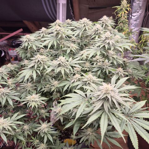 WTF- Königin Mimosa evo 👑👑👑 (65-70bt) growlog timeline photo