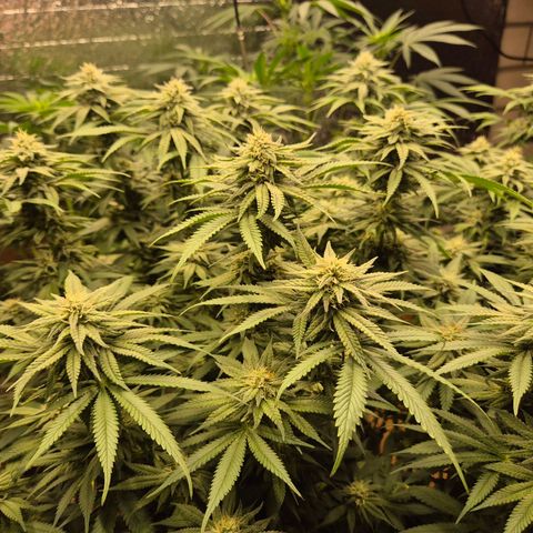 WTF- Königin Mimosa evo 👑👑👑 (65-70bt) growlog timeline photo