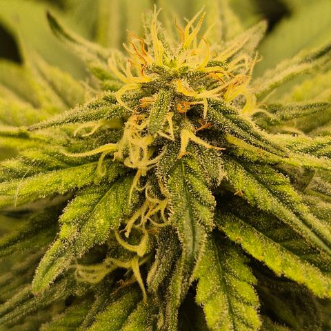 WTF- Königin Mimosa evo 👑👑👑 (65-70bt) growlog timeline photo