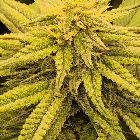 WTF- Königin Mimosa evo 👑👑👑 (65-70bt) growlog timeline photo