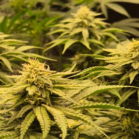 WTF- Königin Mimosa evo 👑👑👑 (65-70bt) growlog timeline photo