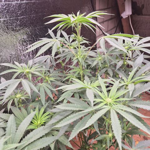 Ice cream cake 🍰 & permanent marker🖊(65-73bt) growlog timeline photo