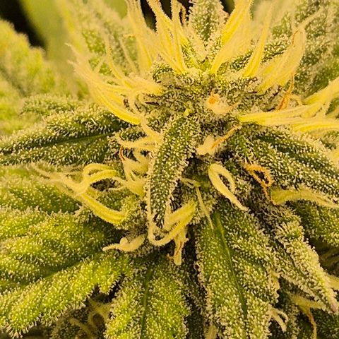 WTF- Königin Mimosa evo 👑👑👑 (65-70bt) growlog timeline photo