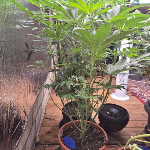 ICE 💚🧊 (63-70bt) growlog timeline photo
