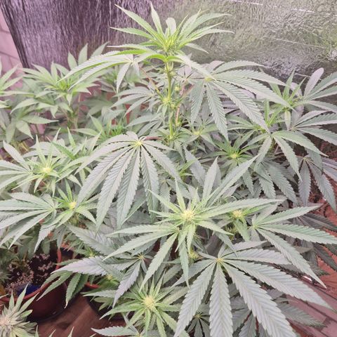 Ice cream cake 🍰 & permanent marker🖊(65-73bt) growlog timeline photo