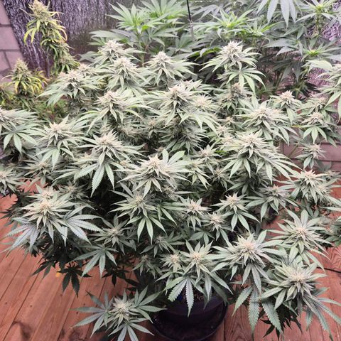 WTF- Königin Mimosa evo 👑👑👑 (65-70bt) growlog timeline photo