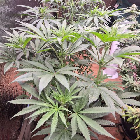 ICE 💚🧊 (63-70bt) growlog timeline photo
