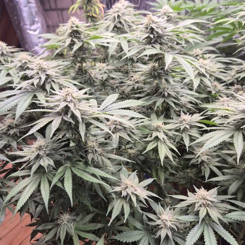 WTF- Königin Mimosa evo 👑👑👑 (65-70bt) growlog timeline photo