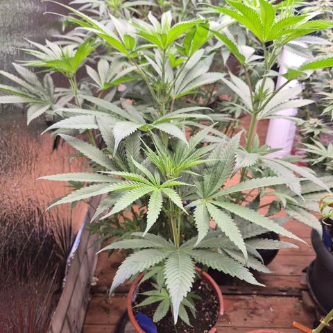 ICE 💚🧊 (63-70bt) growlog timeline photo
