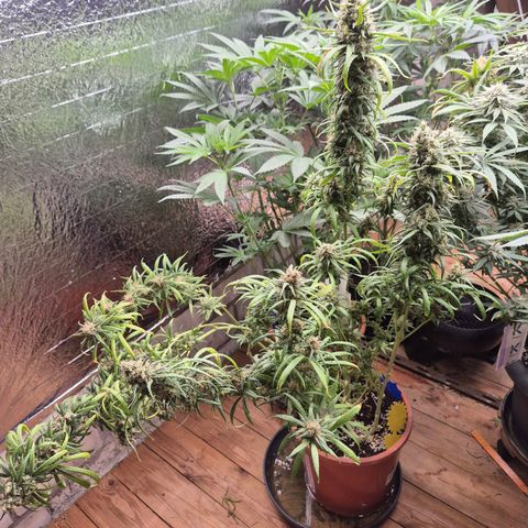 Afghani #1 (45-50bt) growlog timeline photo