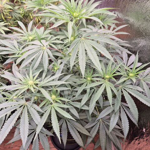 Ice cream cake 🍰 & permanent marker🖊(65-73bt) growlog timeline photo