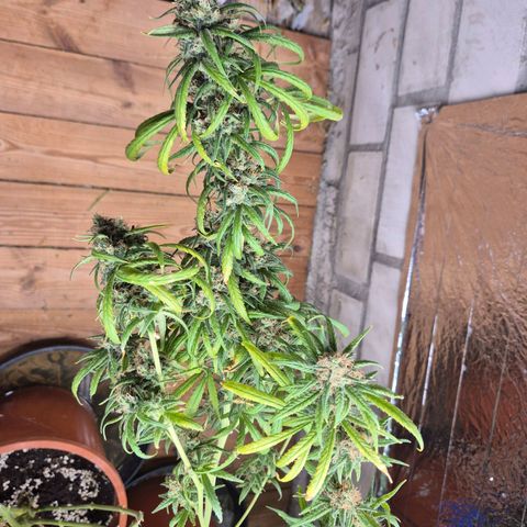 Afghani #1 (45-50bt) growlog timeline photo
