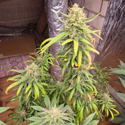 Afghani #1 (45-50bt) growlog timeline photo