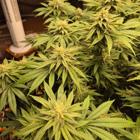 WTF- Königin Mimosa evo 👑👑👑 (65-70bt) growlog timeline photo