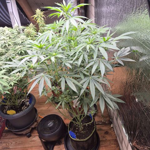 Ice cream cake 🍰 & permanent marker🖊(65-73bt) growlog timeline photo
