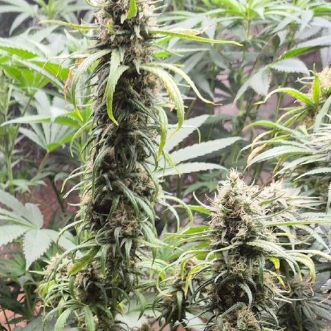 Afghani #1 (45-50bt) growlog timeline photo