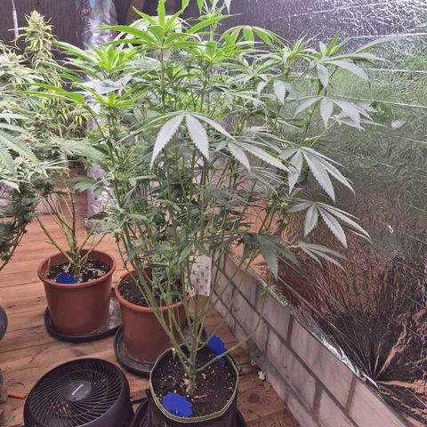 Ice cream cake 🍰 & permanent marker🖊(65-73bt) growlog timeline photo