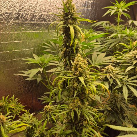 Afghani #1 (45-50bt) growlog timeline photo