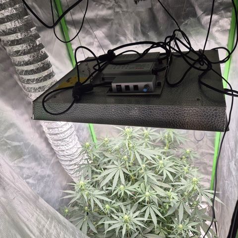 LSD auto (63-70 Tage ab Keimung) growlog timeline photo