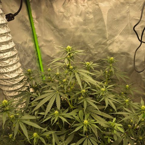 LSD auto (63-70 Tage ab Keimung) growlog timeline photo