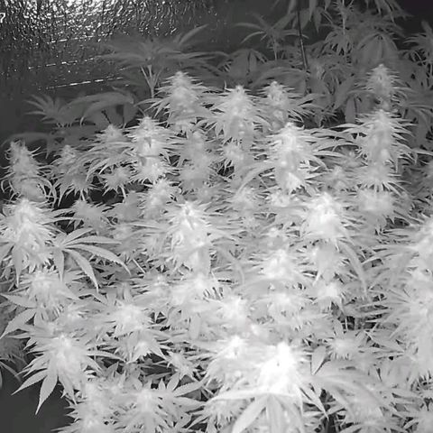 WTF- Königin Mimosa evo 👑👑👑 (65-70bt) growlog timeline photo