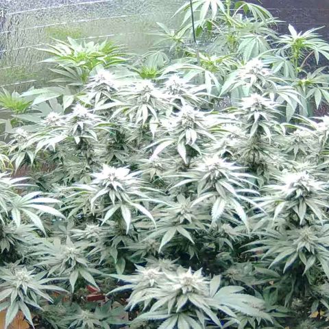 WTF- Königin Mimosa evo 👑👑👑 (65-70bt) growlog timeline photo
