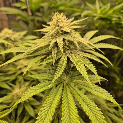 WTF- Königin Mimosa evo 👑👑👑 (65-70bt) growlog timeline photo