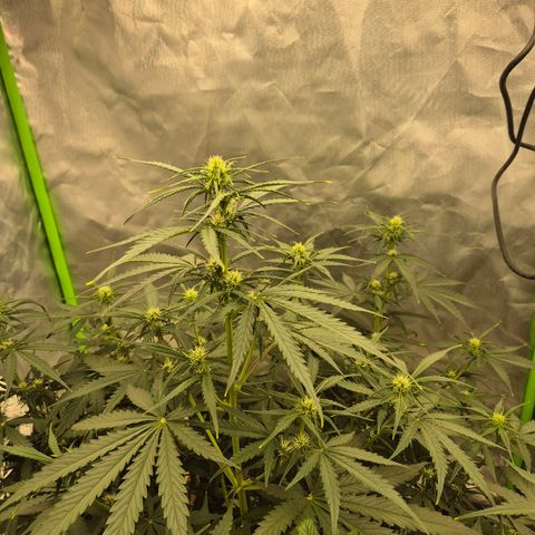 LSD auto (63-70 Tage ab Keimung) growlog timeline photo